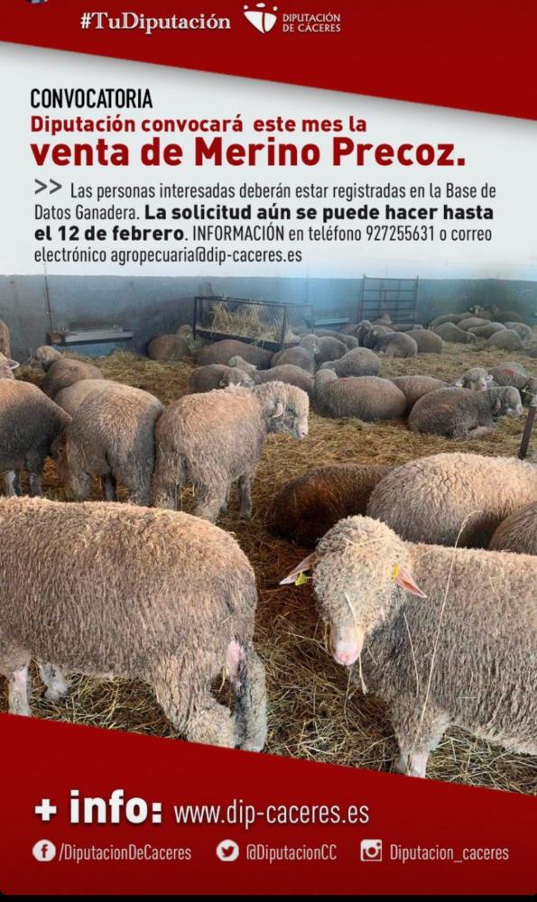 Imagen Diputación convocará este mes venta de merino precoz